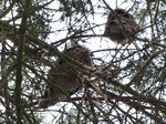 20090223 Long-eared Owls (Asio Otus) Soesterduinen